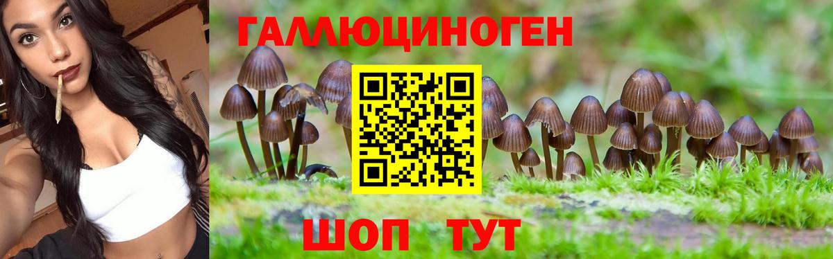 Псилоцибиновые грибы Cubensis Гулькевичи